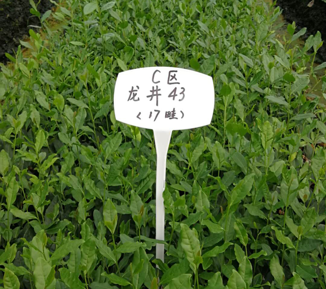 雨量對(duì)茶葉的影響？