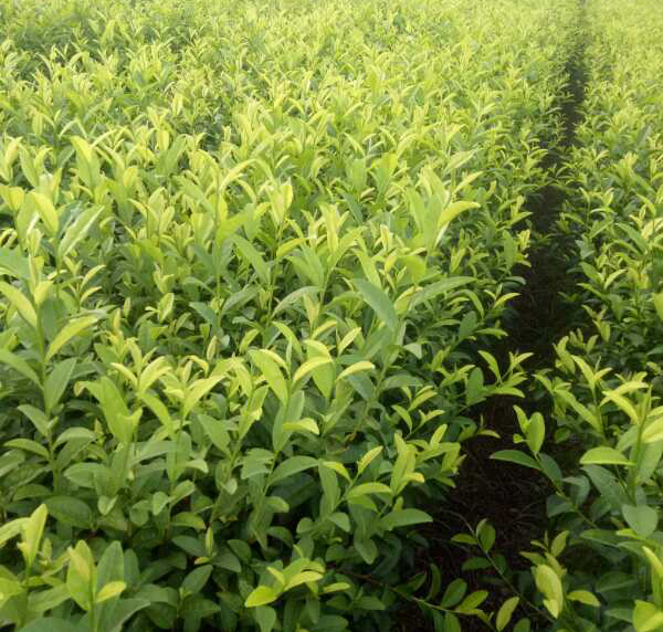 如何防患未然茶樹(shù)中的病蟲(chóng)害？